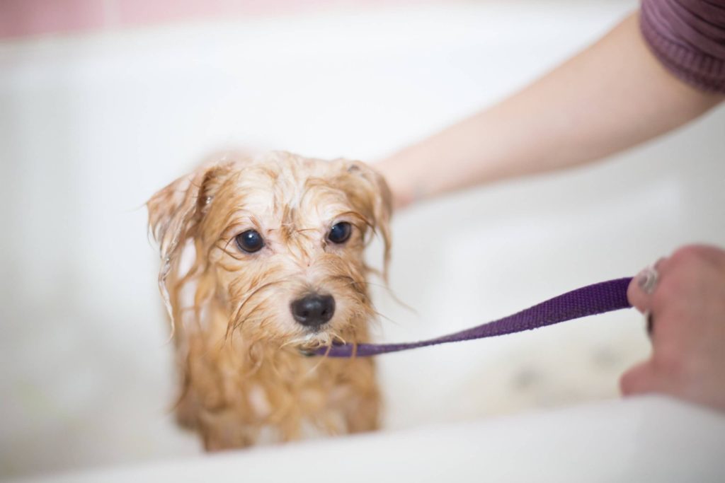How to Bathe a Dog Who Hates the Bath