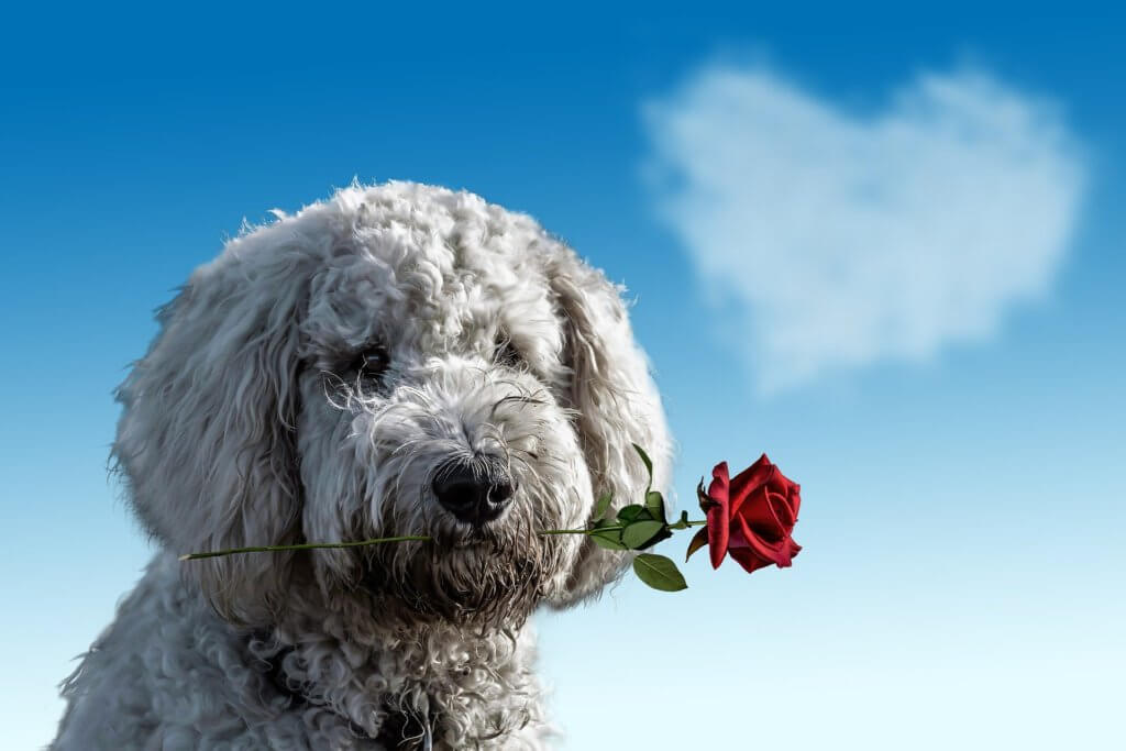 Why Valentine’s Day is Better with Your Dog