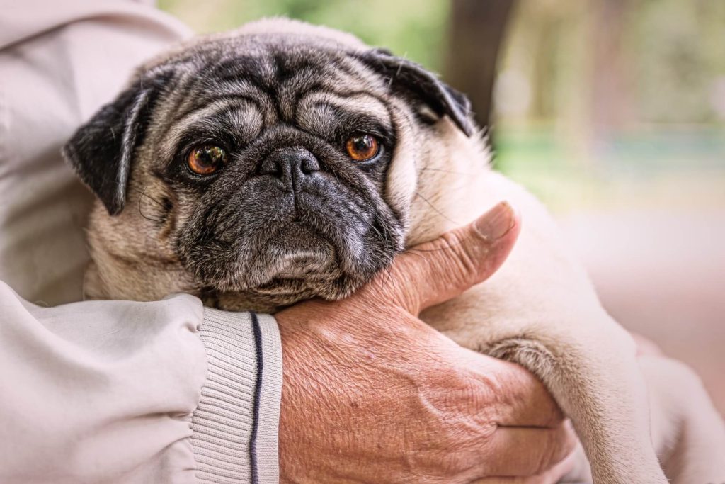 7 Good Reasons to Adopt a Senior Dog
