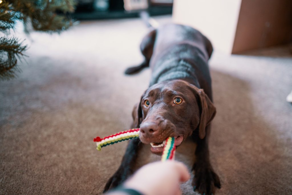 Easy DIY Dog Toys (Just in Time for Christmas!)