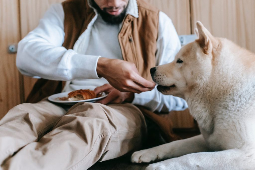 Some of the Healthiest Human Foods for Dogs