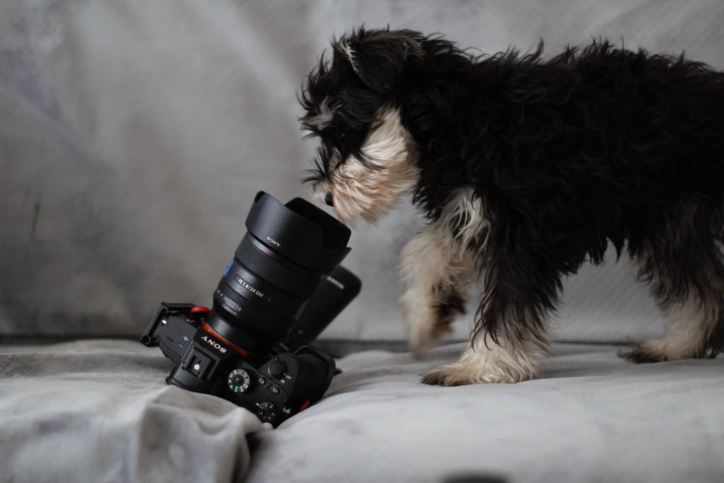 Tips & Tricks for Taking Better Photos of Your Dog