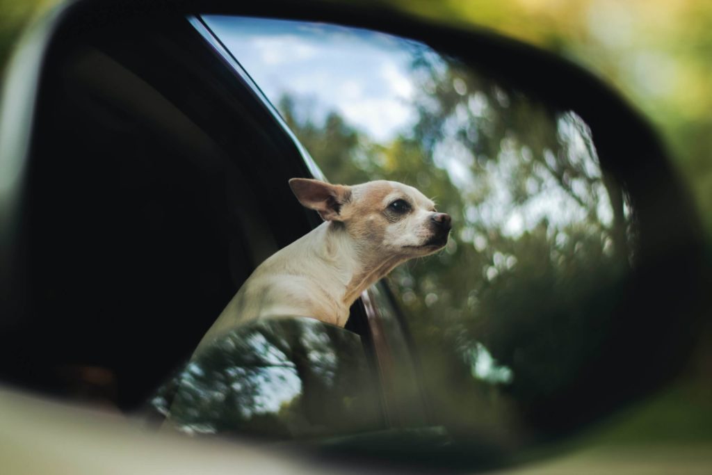 Why Does Your Dog Stick Their Head Out the Car Window?