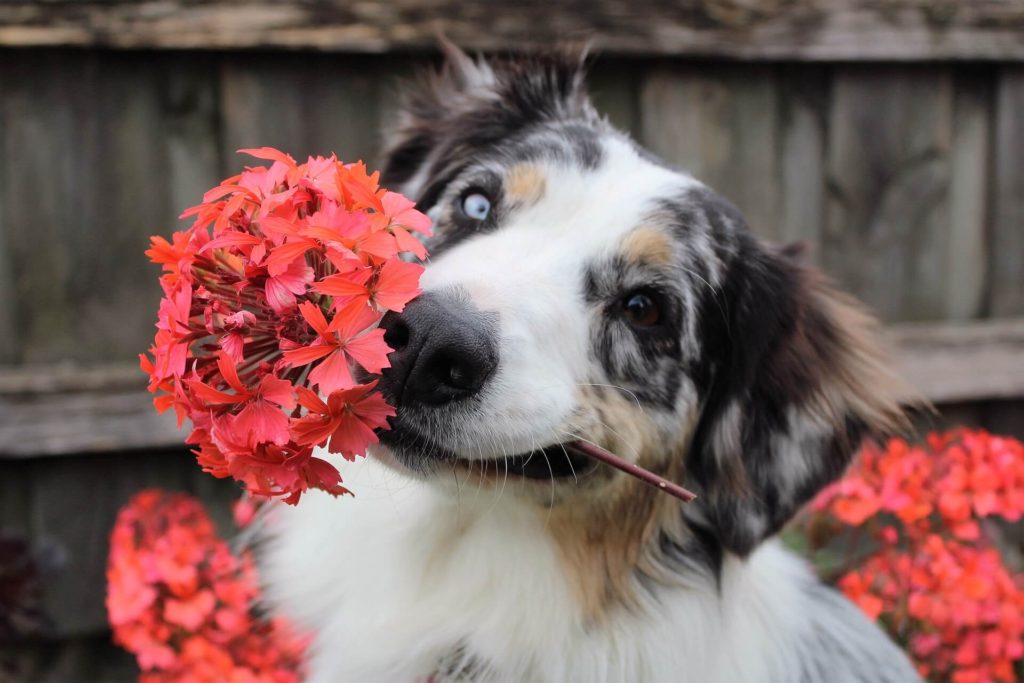 10 Common Houseplants That Are Dangerous For Dogs