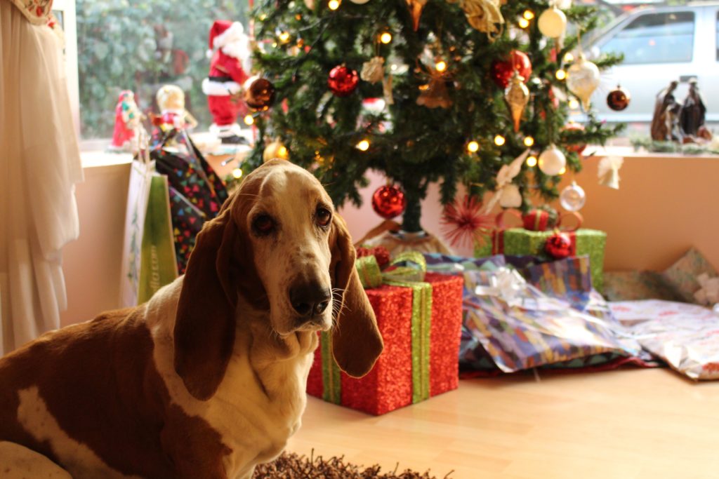 Last Minute Gift Ideas for Your Dog