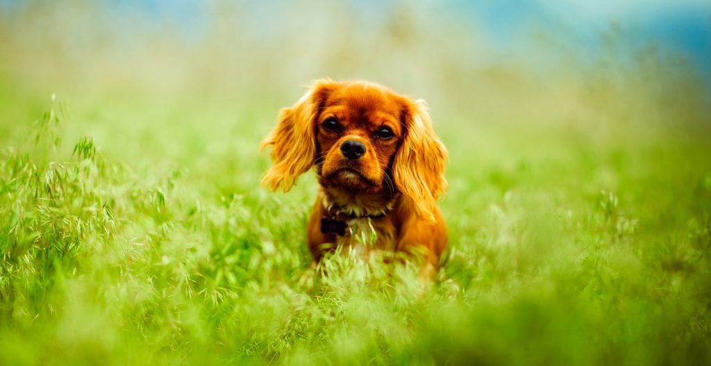 6 Simple Tricks to Keep Your Pup Safe From Ticks