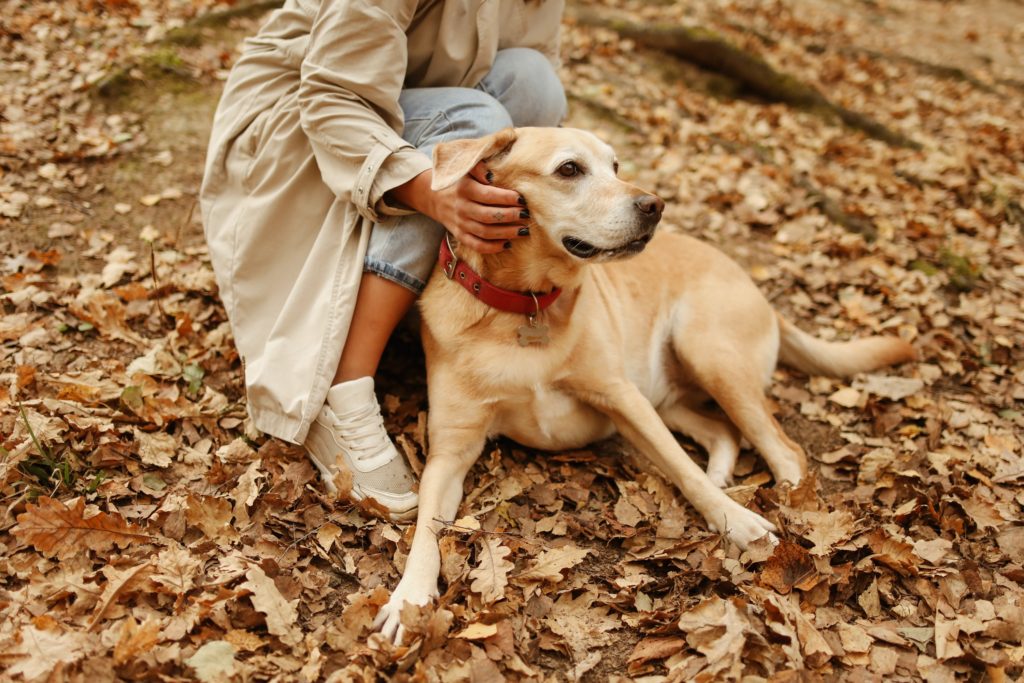 5 Fall Activities To Do With Your Dog