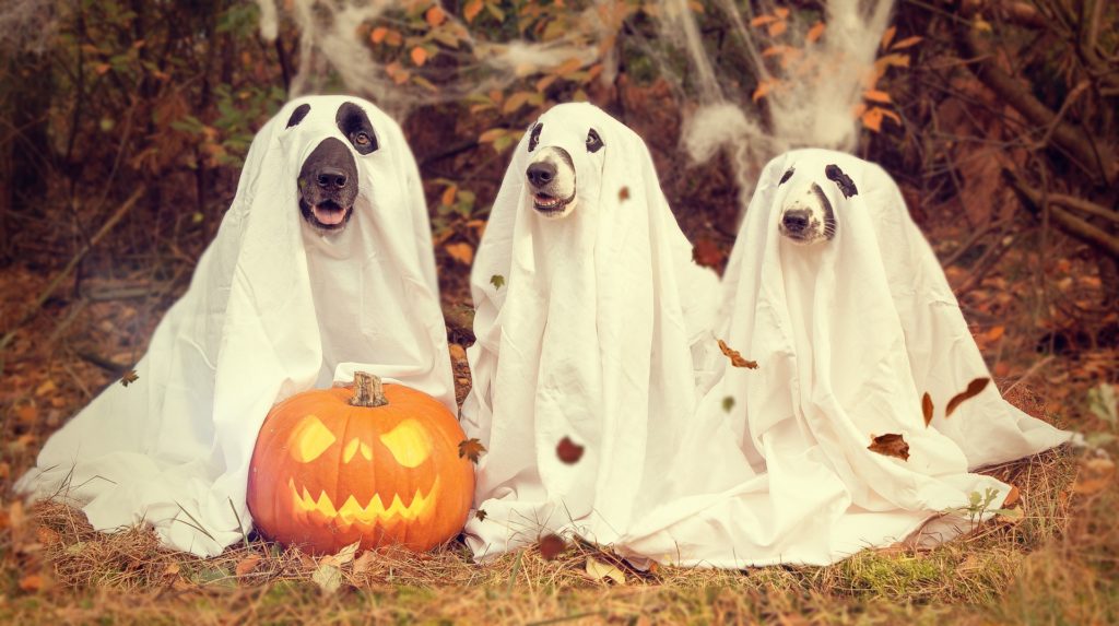 6 Spooky Ghost Stories Featuring Friendly Dogs