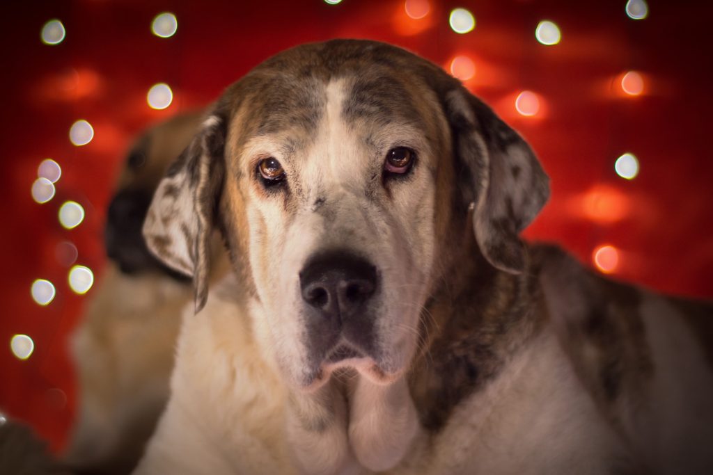 How to Help Shelter Pets This Holiday Season