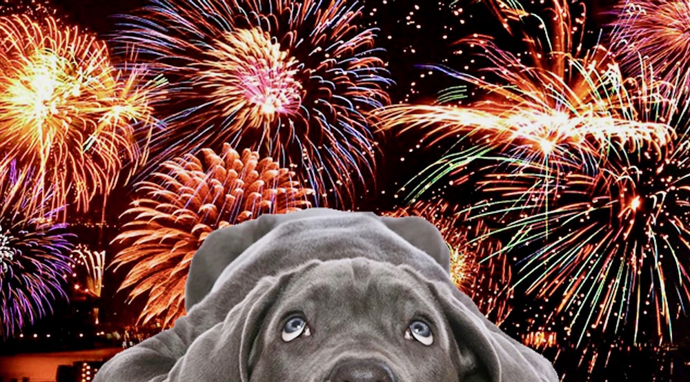 How to Help Your Dog Cope With Fireworks
