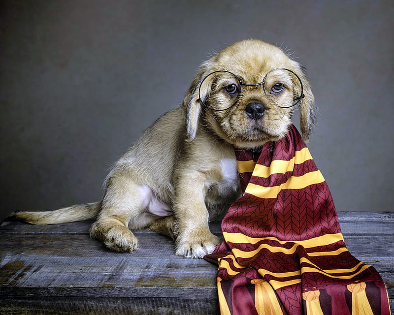 Which Hogwarts House is Your Pup?